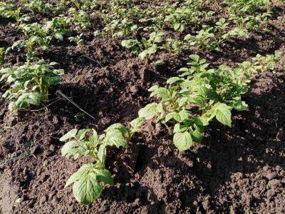 Ольга Котова - Два простых способа в июле, как увеличить урожай картофеля на треть - belnovosti.by