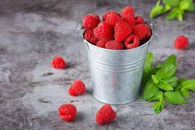 Чем подкормить малину летом, чтобы ягоды были сладкими - ogorod.ru