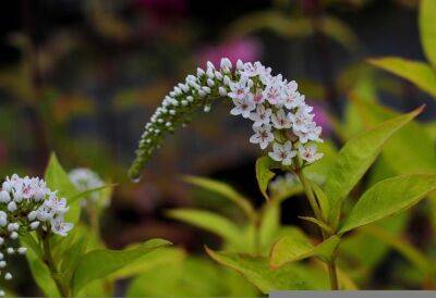 Елен Гутыро - 3 изящных белых цветка, которые не часто встретишь на дачных участках: растения неописуемой красоты - belnovosti.by