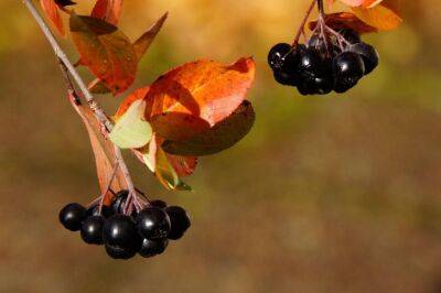 5 секретов черноплодной рябины — завидный урожай и украшение участка - belnovosti.by