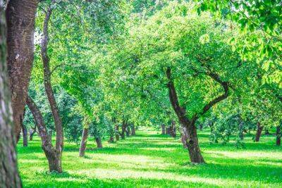 Как защитить деревья в саду от грызунов: советы дачникам - belnovosti.by
