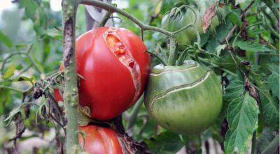 Почему трескаются помидоры и можно ли их спасти - supersadovnik.ru