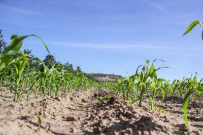 Почему кукуруза выросла без початков: дачники назвали 4 причины неурожая - belnovosti.by
