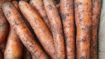 Елен Гутыро - Вырастить крупную и ровную морковь проще простого: вот надежный способ получить хороший урожай - belnovosti.by