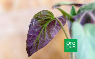 Листья томатов стали фиолетовыми: чего не хватает растениям - ogorod.ru