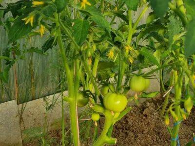 Елен Гутыро - 2 ложки – и забудьте о белокрылке на томатах навсегда: способ, о котором не каждый огородник знает - belnovosti.by