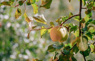 Что делать, если летом на яблоне и груше желтеют листья - ogorod.ru