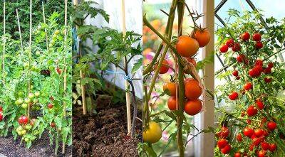 Где лучше выращивать помидоры, в теплице, в парнике или в открытом грунте? - supersadovnik.ru