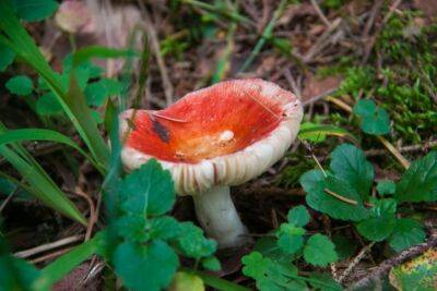 Как вырастить лесные грибы на даче: хитрости ушлых огородников - belnovosti.by