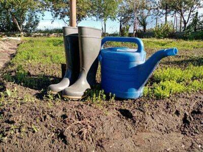 Вода в огороде может навредить: что знают о поливах практикующие агрономы - belnovosti.by
