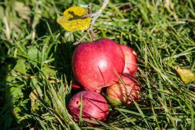 Падалица яблок: 3 способа применения, о которых не догадываются дачники - belnovosti.by