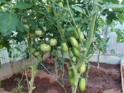 Как приготовить раствор из помидорной ботвы для обработки плодовых деревьев и кустарников от тли и плодожорки - belnovosti.by