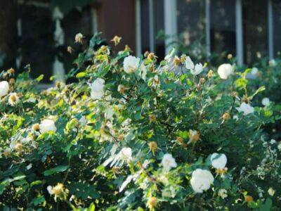 Елена Шимановская - Обязательно сделайте это с розами в июле: подкормка для пышного цветения - belnovosti.by