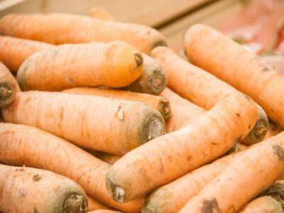 Елена Шимановская - Подкормите этим морковь в конце июля, чтобы получить сочный и сладкий корнеплод - belnovosti.by