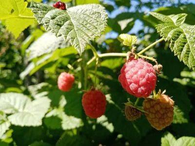Елен Гутыро - Что нужно сделать для малины сейчас, чтобы получить в 2 раза больше урожая в новом ягодном сезоне - belnovosti.by