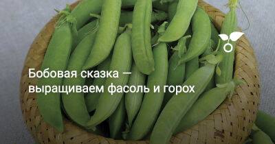 Бобовая сказка — выращиваем фасоль и горох - botanichka.ru