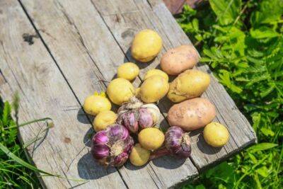 Почему картофель уродился мелким: 3 частые ошибки дачников - belnovosti.by