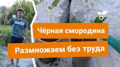 Как размножить чёрную смородину летом без хлопот? - botanichka.ru