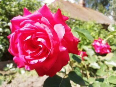 Забудьте о тле на розах и кустарниках: проверенный метод борьбы с вредителем без «химии» - belnovosti.by