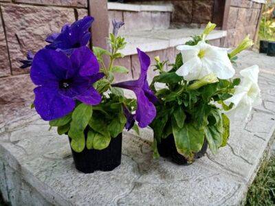 Как поливать цветы в отпуске: 5 способов, чтобы не загубить растение - belnovosti.by