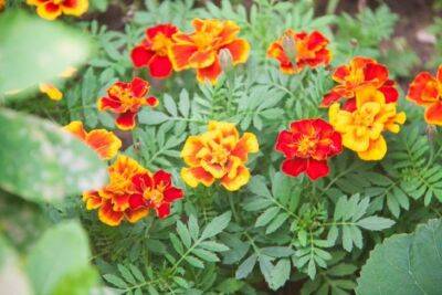 Не выбрасывайте бархатцы после цветения: они еще принесут пользу в огороде - belnovosti.by
