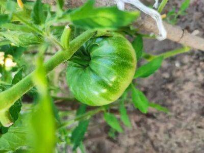 Елен Гутыро - Как по-хитрому повторно использовать ботву томатов, чтобы собрать урожай в 2-3 раза больше прежнего - belnovosti.by