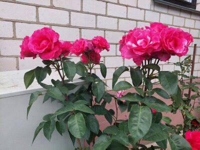Елен Гутыро - Как обрезать розы летом, чтобы они повторно и пышно зацвели: вот чем их нужно подкормить - belnovosti.by
