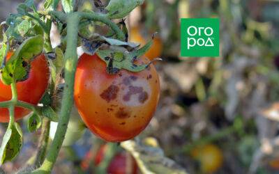 Пятна на плодах томата: болезнь или особенность сорта - ogorod.ru - Крым