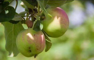 Елен Гутыро - Насыпьте по 3 столовые ложки этого под яблони, сливы и вишни в конце осени и соберете фантастический урожай на следующий год - belnovosti.by