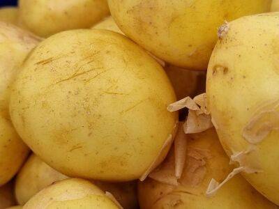 Елена Шимановская - Два простых способа в июле, как увеличить урожай картофеля на треть - belnovosti.by