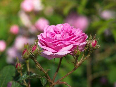 10 бед, которые подстерегают розы в конце лета: срочно принимайте меры - ogorod.ru
