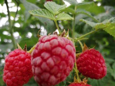 Почему малина плодоносит мелкими ягодами: хитрость, чтобы исправить ситуацию - belnovosti.by
