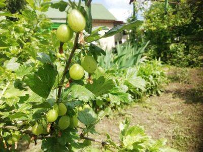 Крыжовник: подкормка в августе, чтобы собирать чистый урожай ведрами - belnovosti.by