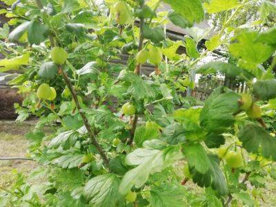 Как заметно увеличить урожай крыжовника: соблюдайте 3 простых правила, и вырастет много крупных ягод - belnovosti.by