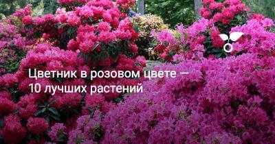 Цветник в розовом цвете — 10 лучших растений - botanichka.ru