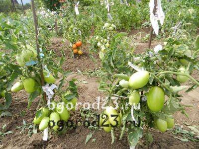 Как и когда обрывать нижние листья у помидоров, а самое главное – зачем? - ogorod23.ru