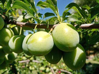 Чем подкормить плодоносящую сливу и абрикос: плоды будут крупными, как яблоко - belnovosti.by