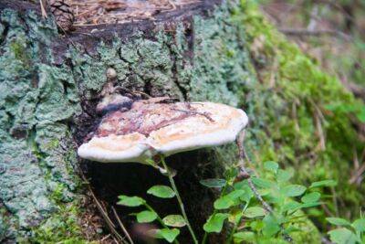 Что делать, обнаружив гриб трутовик на дереве: многие огородники не знают об этом - belnovosti.by