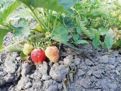 Мельчают ягоды клубники: устраните причины до того, как останетесь без урожая - belnovosti.by