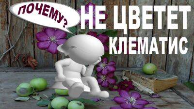 Почему клематис не цветет - fermilon.ru
