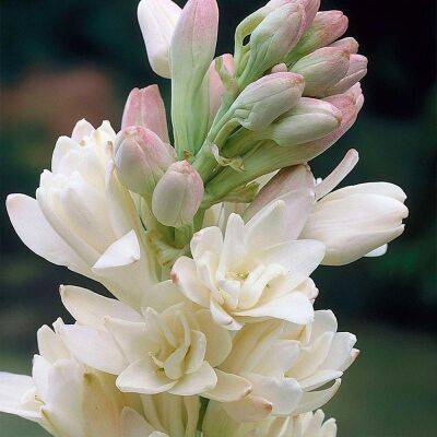 Цветок тубероза (полиантес): фото и описание, выращивание в открытом грунте, отзывы - fermilon.ru