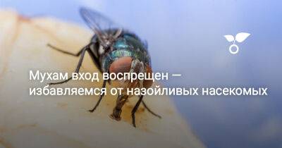 Мухам вход воспрещен — избавляемся от назойливых насекомых - botanichka.ru