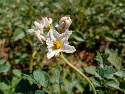 Тимур Хомичев - Немногие садоводы знают, что можно увеличить урожай картофеля в 2 раза, сделав так после цветения - belnovosti.by