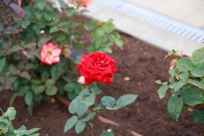 Елена Шимановская - Что нужно сделать с розами в августе, чтобы они продолжали радовать пышным цветением - belnovosti.by