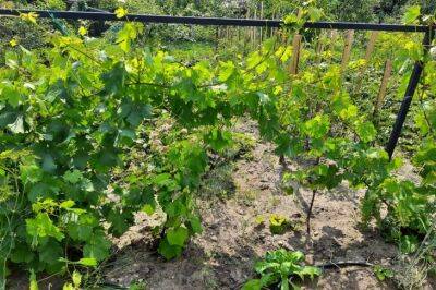 Почему от девичьего винограда больше вреда, чем пользы: 5 причин его не сажать - belnovosti.by - г. Виноград