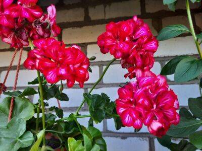 Заведите их как можно скорее: 5 цветов, которые задавят сорняки - belnovosti.by