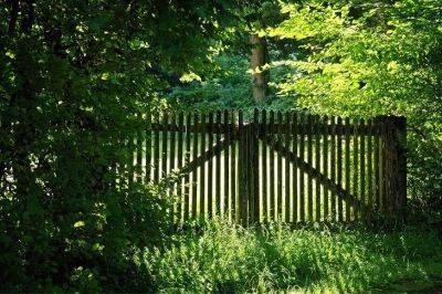 Погодите менять старый забор: эти 5 растений превратят его в самое красивое место на участке - belnovosti.by