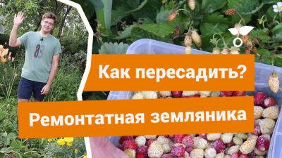 Как пересадить ремонтатную землянику в открытый грунт? - botanichka.ru