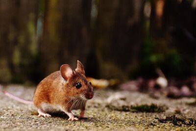 Как избавиться от мышей в дачном доме: 7 популярных способов - belnovosti.by
