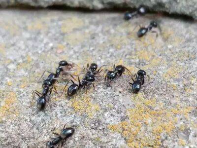Елен Гутыро - 2 ложки копеечного средства заставят муравьев бежать с огорода, куда глаза глядят - belnovosti.by